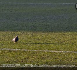 Cremonese-Lecce, Settore Ospiti gremito