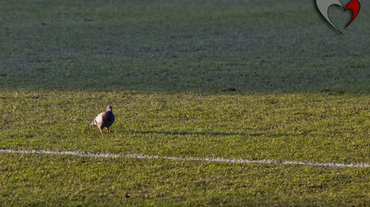 Cremonese-Lecce, Settore Ospiti gremito